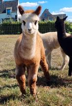 Alpacahengstje Masu Alpaca, Juni, Mannelijk