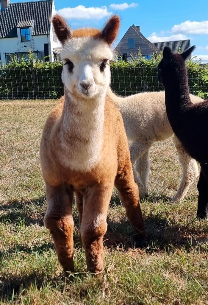 Alpacahengstje Masu Alpaca, Dieren en Toebehoren, Overige Dieren, Mannelijk, Juni