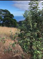 4 stukken bouwgrond op het eiland Madeira , santa cruz, Immo, Kavel of Perceel, Portugal, Landelijk
