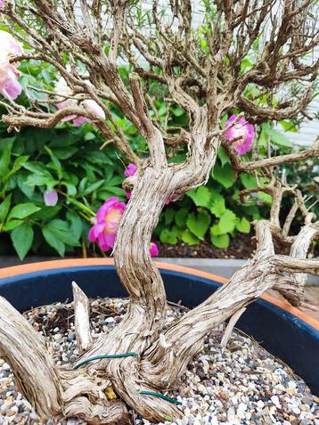 start plant bonsai oude rozemarijn
