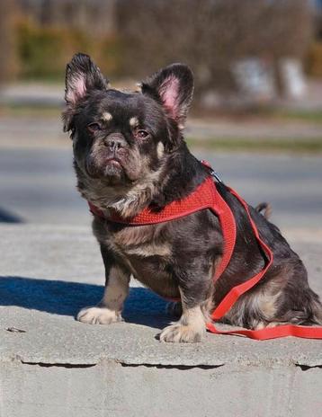 Franse bulldog  beschikbaar voor biedingen