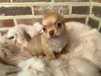 Prachtig kortharig chihuahua reutje, Dieren en Toebehoren, Honden | Chihuahua's en Gezelschapshonden, België, Fokker | Hobbymatig