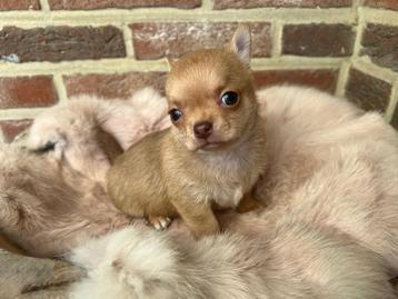 Prachtig kortharig chihuahua reutje beschikbaar voor biedingen