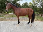 Merrie, 2021, Cumano A x Clarimo, Dieren en Toebehoren, Paarden, Merrie, Met stamboom, Springpaard, 3 tot 6 jaar