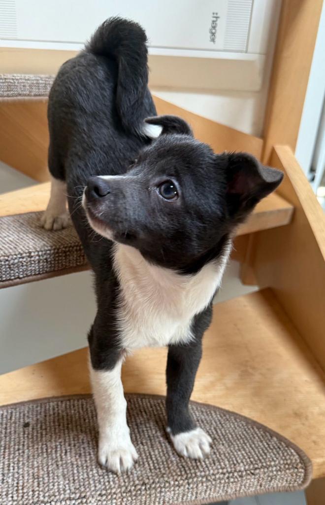 Encore 1,magnifique pomchi bleu et blanc, Animaux & Accessoires, Chiens | Chihuahuas & Chiens de compagnie, Chien (mâle), Chihuahua