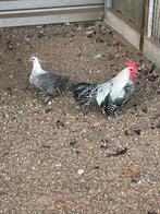 Zilverbrakel kriel, Dieren en Toebehoren, Pluimvee