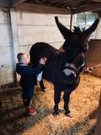 Ezel voor goede thuis, Dieren en Toebehoren, Juni, Mannelijk