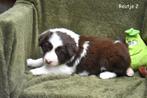 Prachtige Border Collie pups, Parvo, België, 8 tot 15 weken, Collie