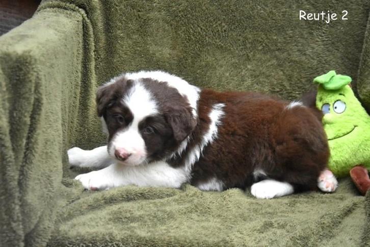 Prachtige Border Collie pups, Dieren en Toebehoren, Honden | Herdershonden en Veedrijvers, Meerdere dieren, Collie, Fokker | Professioneel
