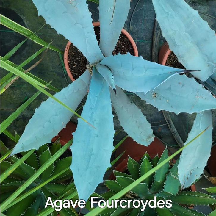Agave Fourcroydes, Jardin & Terrasse, Plantes | Jardin, Enlèvement ou Envoi