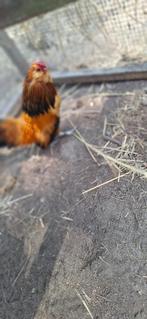 antwerpse baardkrielen, Dieren en Toebehoren, Pluimvee