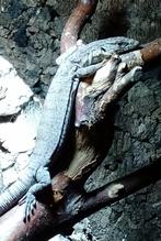 Varanus gilleni, Dieren en Toebehoren, Reptielen en Amfibieën, Hagedis, Tam, 0 tot 2 jaar