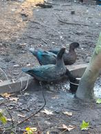 Muskus eend wildvorm, Dieren en Toebehoren, Eend