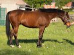 Super lieve 8 jarige ruin, Gechipt, B, Ruin, 7 tot 10 jaar