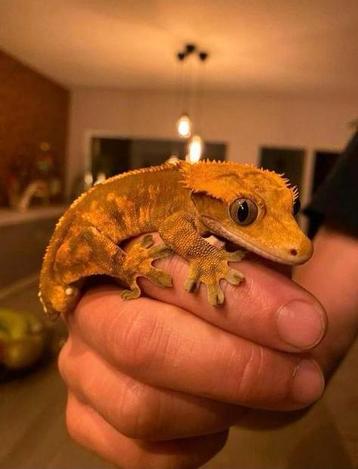 Wimpergecko te koop beschikbaar voor biedingen