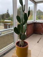 Cactus opuntia, Tuin en Terras, Ophalen, Vaste plant, Volle zon