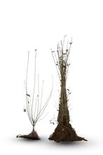 Haagplanten/plantgoed bomen blote wortel prijs op aanvraag, Tuin en Terras, Ophalen, Vaste plant, Overige soorten