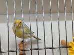 Canari, Animaux & Accessoires, Oiseaux | Canaris, Mâle, Canari de couleur