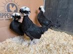 Jonge Hollandse Kuifhoen krielkippen gesekst & ingeënt, Animaux & Accessoires, Volatiles, Femelle, Poule ou poulet