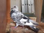 PIGEONS de BEAUTÉ ADULTES, Animaux & Accessoires, Pigeon voyageur