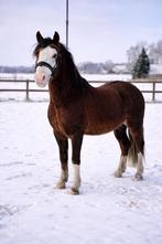Super lieve welsh ruin, Animaux & Accessoires, Poneys, Hongre, Débourré