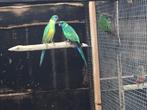 Koppel conclurrys, Dieren en Toebehoren, Vogels | Parkieten en Papegaaien