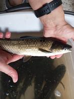 Graskarpers zelf opgewekte 30/35 cm, Dieren en Toebehoren, Vissen | Vijvervissen