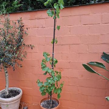 druivelaar - druif, Tuin en Terras, Planten | Tuinplanten, Ophalen