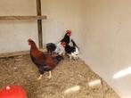 Haan, Dieren en Toebehoren, Pluimvee, Mannelijk, Kip