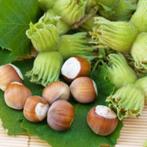 NOISETIERS (à feuilles vertes et à feuilles rouges) = 6 €/pc, Enlèvement ou Envoi, Printemps, Plante fixe, Plantes fruitières