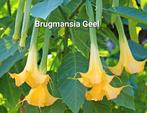 Brugmansia geel, Enlèvement