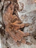 Aspinochilus rufus 
Vrouwtje 3 cm lichamlengte, Dieren en Toebehoren, Insecten en Spinnen