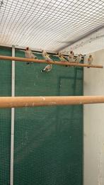 Putters 2025   120€ stuk, Dieren en Toebehoren