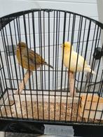 Koppel fife fancy 2025, Dieren en Toebehoren, Vogels | Kanaries