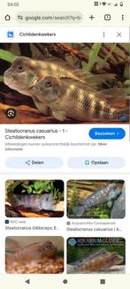 Steatocranus Gibbiceps “bultkop, Animaux & Accessoires, Poissons | Poissons d'aquarium