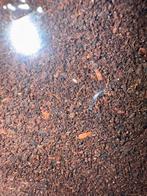 Springstaarten en tropische pissebedden, Dieren en Toebehoren