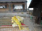 parkieten, Dieren en Toebehoren, Parkiet, Geringd
