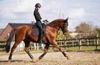 Ruin, Dieren en Toebehoren, Paarden, Z, Gechipt, Ruin, 11 jaar of ouder