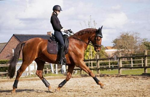Ruin, Dieren en Toebehoren, Paarden, Ruin, Z, 165 tot 170 cm, 11 jaar of ouder, Met stamboom, Gechipt, Ontwormd, Ingeënt