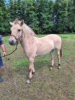 Jaarling fjord, Dieren en Toebehoren, Ruin, Onbeleerd, Met stamboom, 0 tot 2 jaar