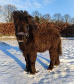 Super schattige shetty veulentje, Animaux & Accessoires, Moins de 160 cm, Étalon, 0 à 2 ans, Non dressé