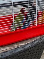 Mooi bewezen koppel geringd rosella's, Dieren en Toebehoren, Geringd