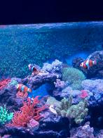 Clownvisjes, Dieren en Toebehoren