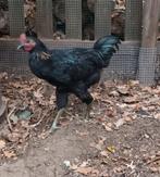 Haan, Dieren en Toebehoren, Vogels | Overige Vogels, Mannelijk