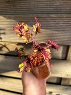 Coleus / siernetel, Tuin en Terras, Ophalen of Verzenden