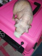 naakte cavia/skinny cavia  vrouw 5 WEKEN, Dieren en Toebehoren, Cavia, Juli, Meerdere dieren, Tam