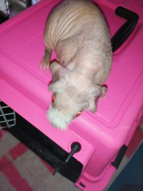 naakte cavia/skinny cavia  vrouw 5 WEKEN, Dieren en Toebehoren, Knaagdieren, Meerdere dieren, Cavia, Juli, Tam