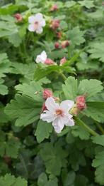 Witte meerjarige geranium, Ophalen