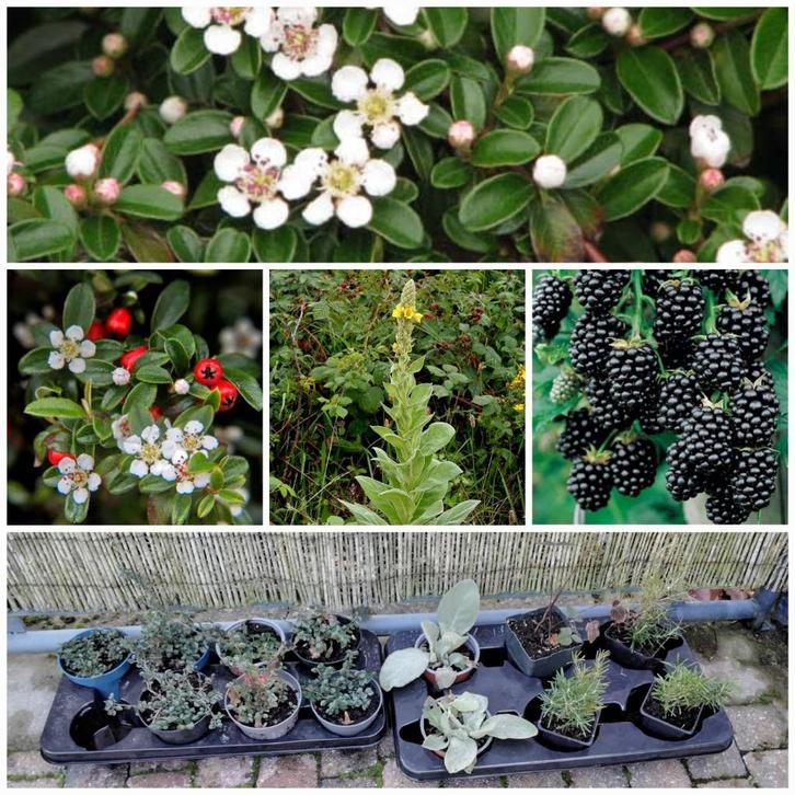 Vaste planten/Moerbei/Dammeri Cotoniastery/Rozemary/Mullein, Tuin en Terras, Planten | Tuinplanten, Vaste plant, Ophalen of Verzenden