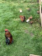 ukkelse baardkriel Haantjes duizendkleur, Dieren en Toebehoren, Pluimvee